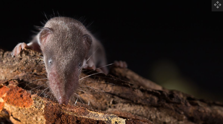 Дивіться, як виглядає найменша тварина у світі (фото)